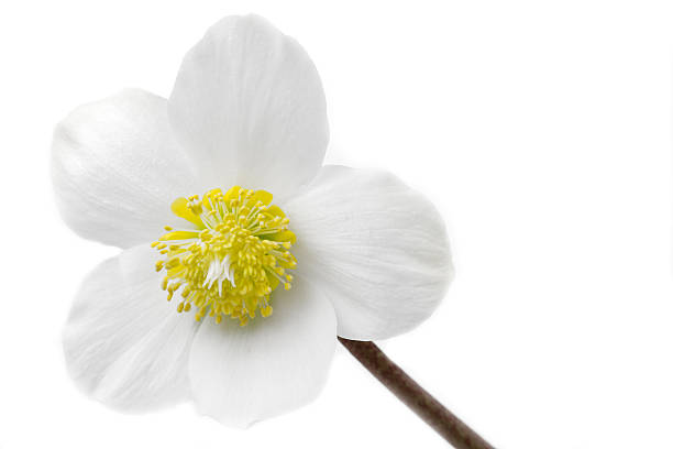 heléboro preto, helleborus níger ou natal rose - hellebore christmasrose stamen plant - fotografias e filmes do acervo