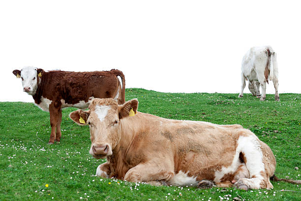 istock cattle feeding on the lush green grass 464937556