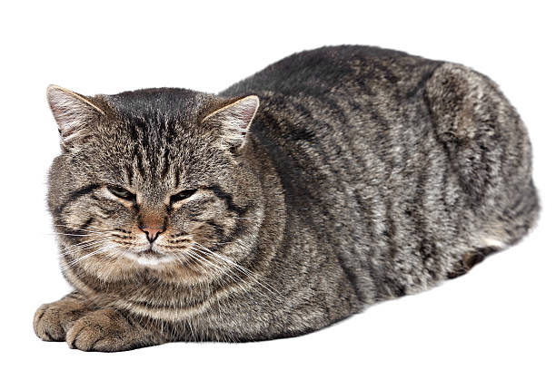 istock Gray striped cat lies on a white background 464937754