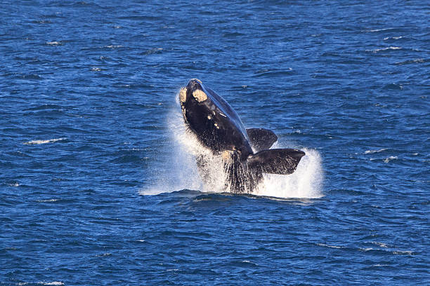 Southern Right Whale Southern Right Whale hermanus stock pictures, royalty-free photos & images