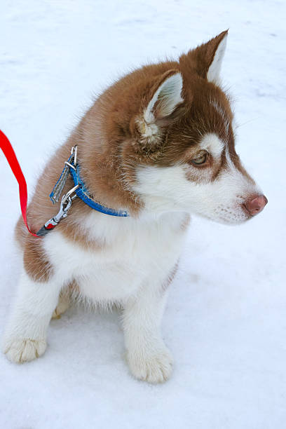 istock Siberian Husky Puppy 464938178