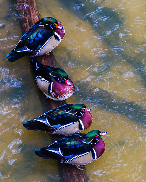 Ducks in a Row