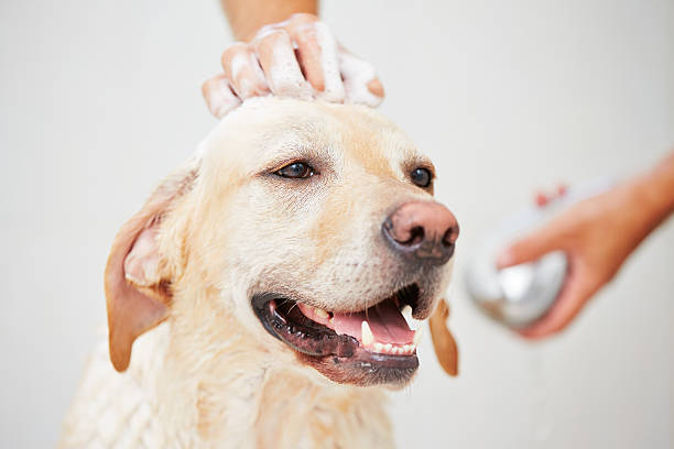 pies w prysznic - groomer zdjęcia i obrazy z banku zdjęć