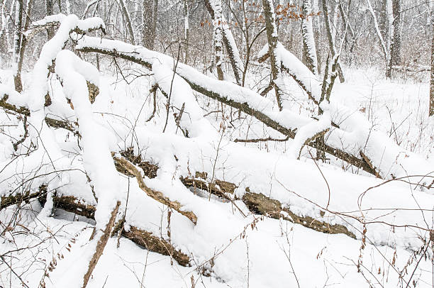 profonda in inverno - dupage county scenics tree trunk fallen tree foto e immagini stock