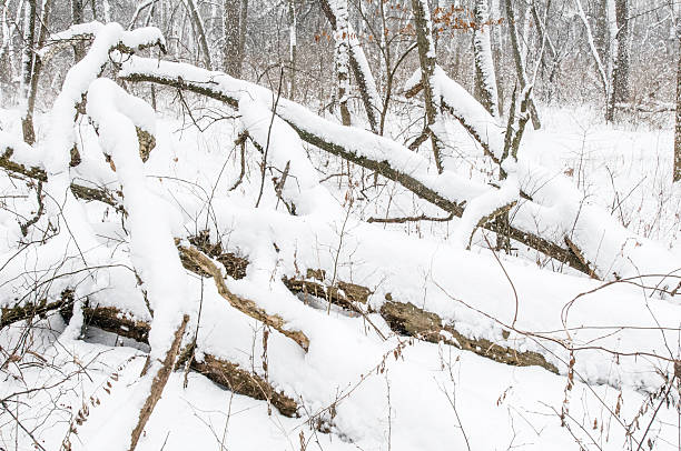 глубокой зимой - dupage county scenics tree trunk fallen tree стоковые фото и изображения