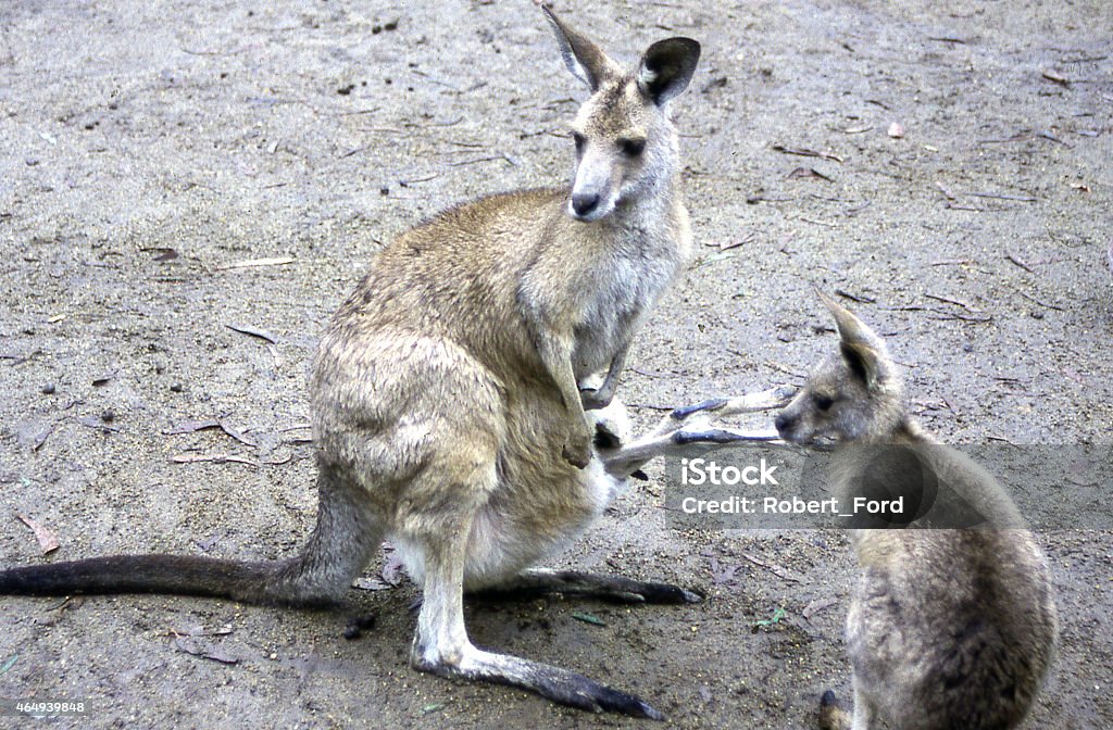 Kangaroo mother Joey and younger animal New South Wales Australia Closeup Kangaroo mother and Joey or baby in pouch with younger animal New South Wales Australia 2015 Stock Photo