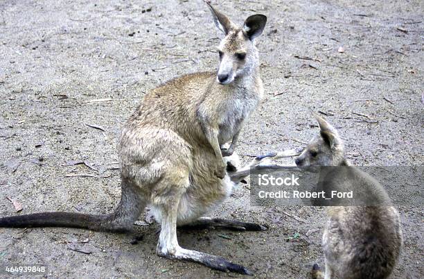 Kangaroo Mother Joey And Younger Animal New South Wales Australia Stock Photo - Download Image Now