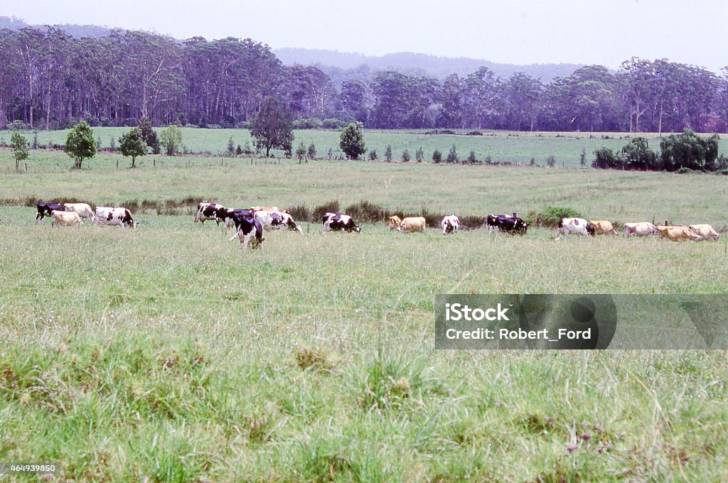 Cattle in tallgrass pastures with Eucalyptus Forest Hunter Valley Australia Hunter Valley Stock Photo