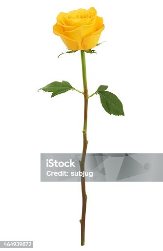 istock Long Stem Yellow Rose XXXL 464939872