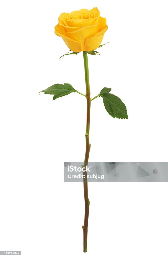 Long Stem Yellow Rose XXXL Beautiful Long Stem Yellow Rose isolated on white Rose - Flower Stock Photo