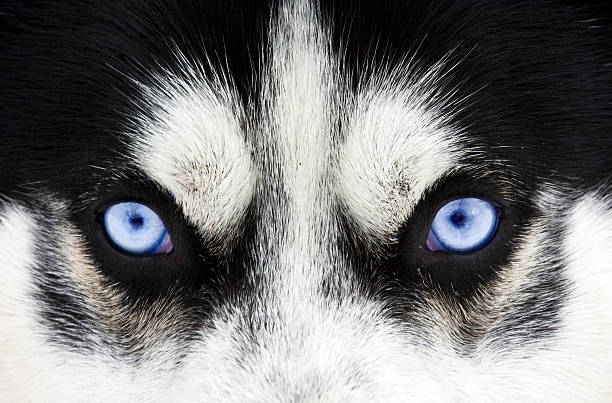 istock Close up on blue eyes of a dog 464940003