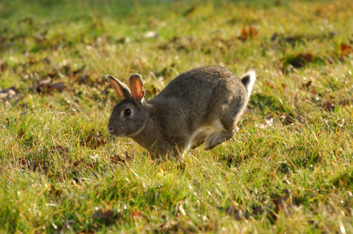 rabbit racing