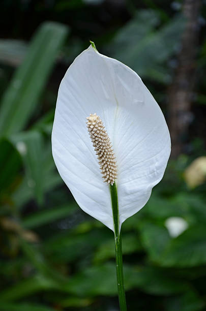 인명별 스파티필럼 - peace lily lily stamen single flower 뉴스 사진 이미지