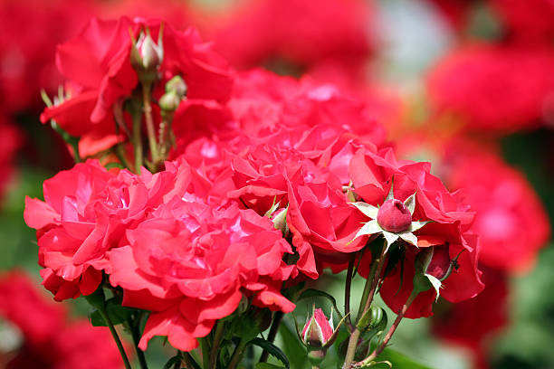 istock red roses close up spring season 464941475