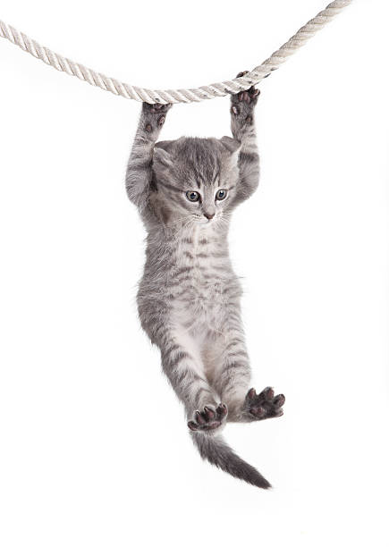 tabby cat hanging on rope small tabby cat baby hanging on rope, white background, isolated hanging stock pictures, royalty-free photos & images