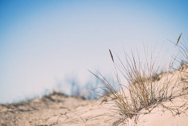 istock dry branches of grass - retro vintage effect 464943706