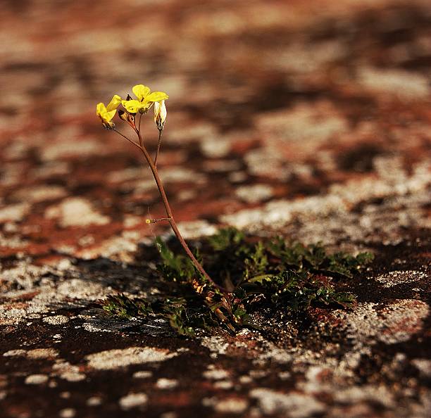 istock Flower in the rock 464945145