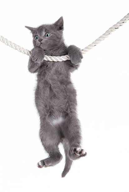 istock gray cat hanging on rope 464945181