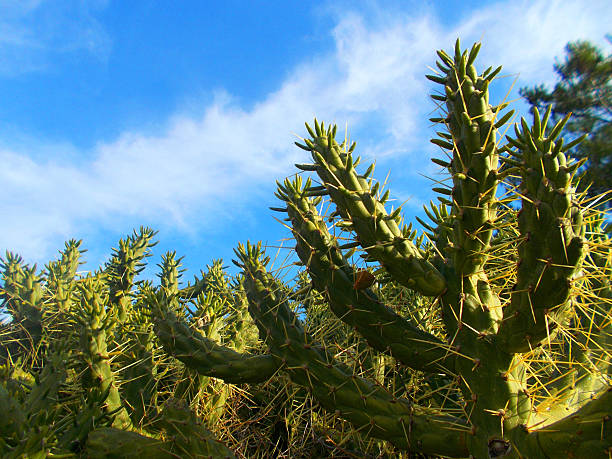 Typical vegetation of the blooming hinterland