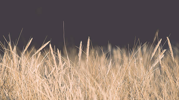 istock beautiful abstract background grass texture on sunset - vintage 464947052