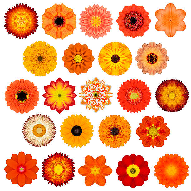grand choix de diverses fleurs de mandala concentriques isolé sur blanc - flower head sunflower chrysanthemum single flower photos et images de collection