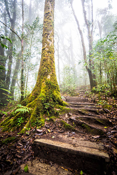istock pathway in forest of thailand 464947695