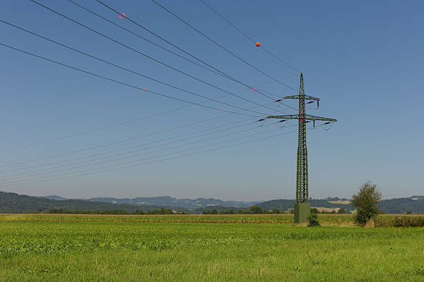 corn fields and power lines at grein of austria corn fields and power lines at grein of austria grein austria stock pictures, royalty-free photos & images