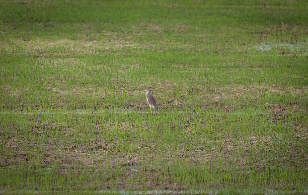 istock Chinese Pond Heron at rice field, Vietnam 464949021