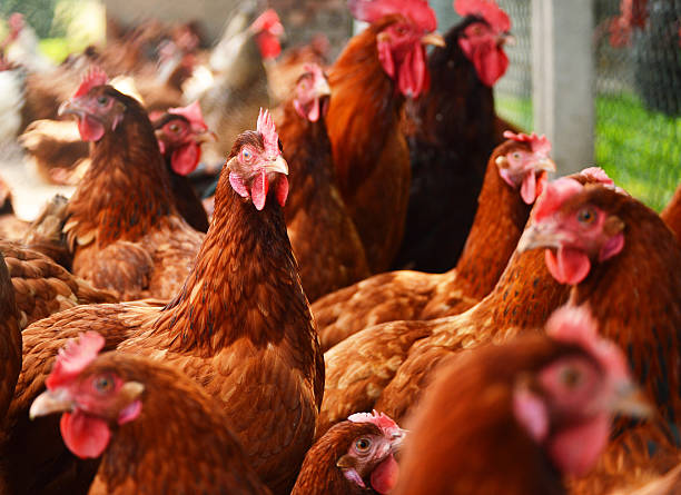 istock Chickens on traditional free range poultry farm 464949273