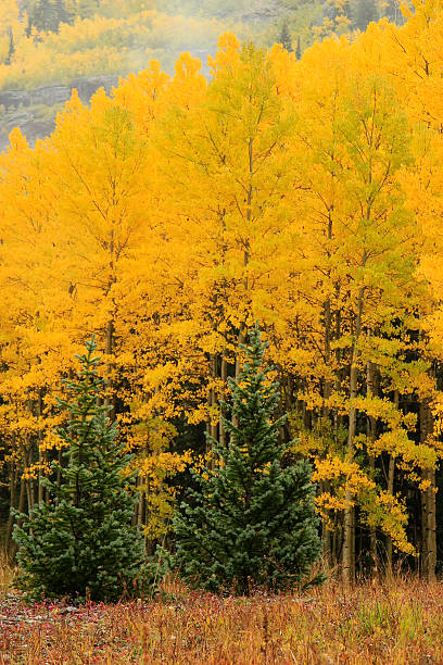 аспен деревья осенью цвета, uncompahgre национальный лес, colora - uncompahgre national forest стоковые фото и изображения