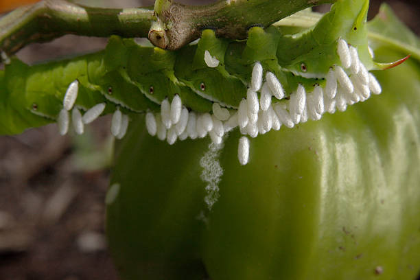 Tomato Hornworm (Manduca quinquemaculata) stock photo