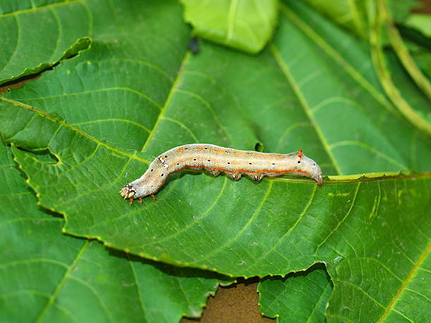istock Caterpillar of the tropical butterfly 464949949