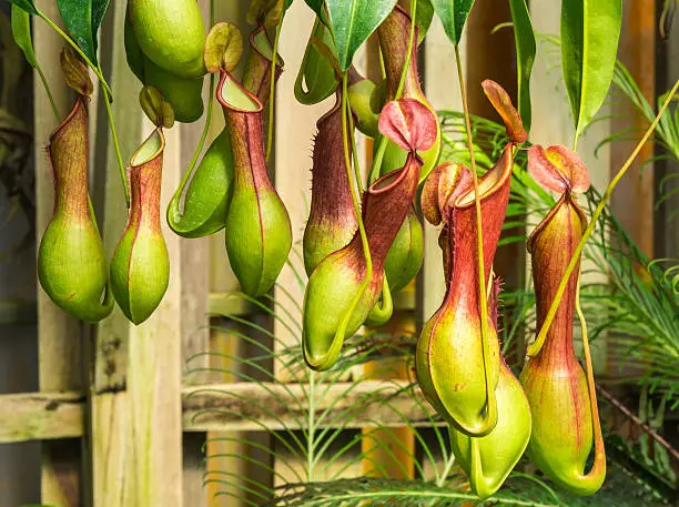 Nepenthes  ventrata, a tropical pitcher plants is a genus of carnivorous plants