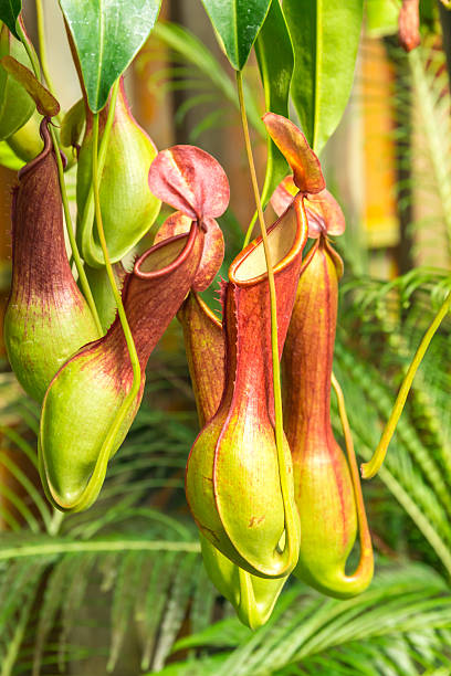 istock Nepenthes  ventrata, a carnivorous plant 464949993