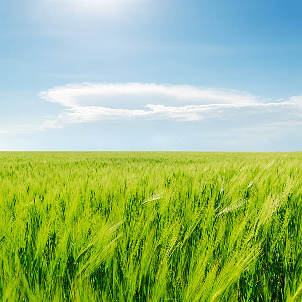 istock green field and blue cloudy sky 464950529