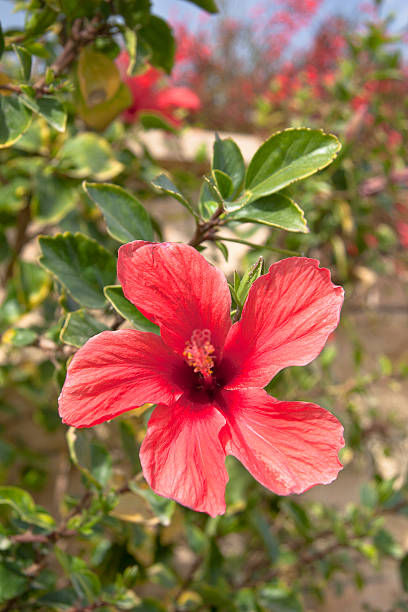 istock Pink flowers on the bush at summer day 464950623
