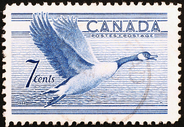 istock Canada goose on vintage stamp 464950643
