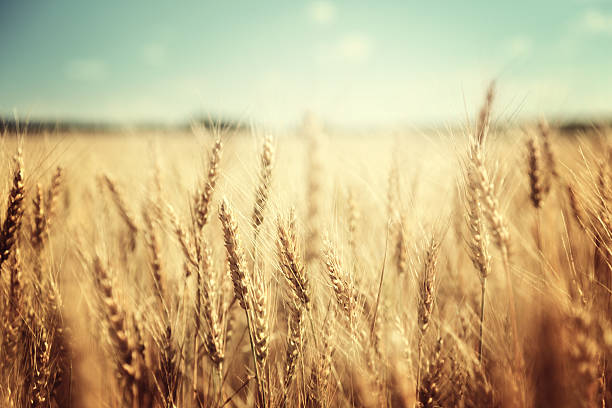 istock golden wheat field and sunny day 464951546