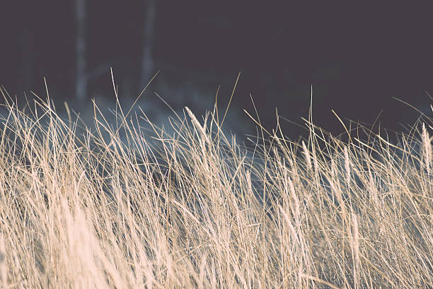 beautiful abstract grass texture on sunset with reflections and rays of sun - vintage retro grainy film effect