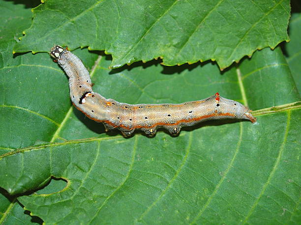 istock Caterpillar of the tropical butterfly 464953337