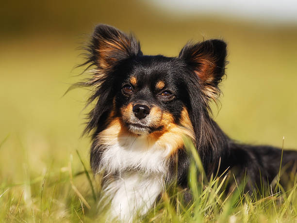 istock Chihuahua portrait 464954077