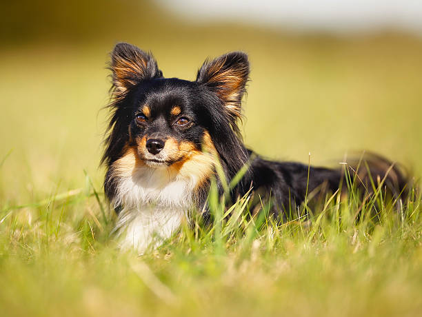 istock Chihuahua in the grass 464954095