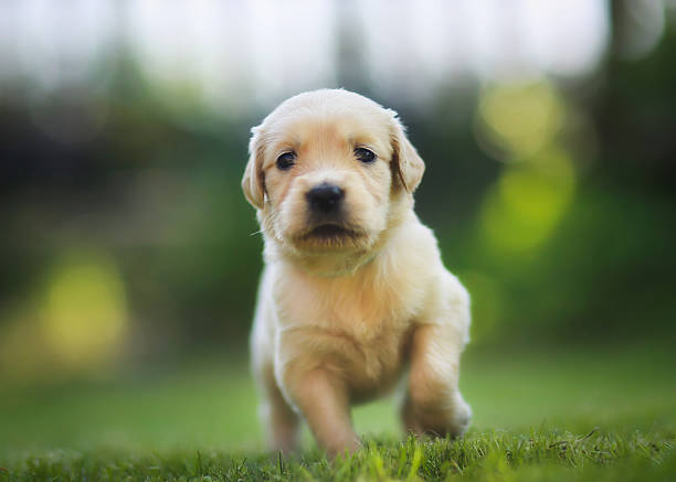 istock Running retriever puppy 464954315