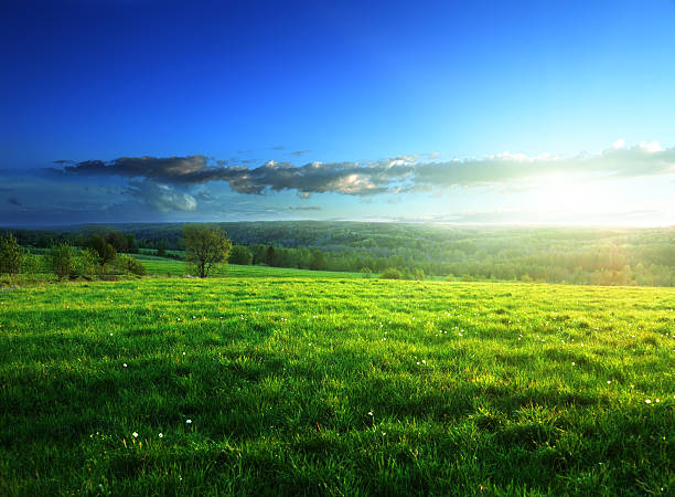 istock field of spring grass in sunset time 464954394