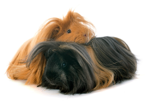 Peruvian Guinea Pigs in front of white background