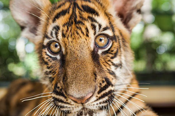 istock Close-up of Tiger cub 464956555