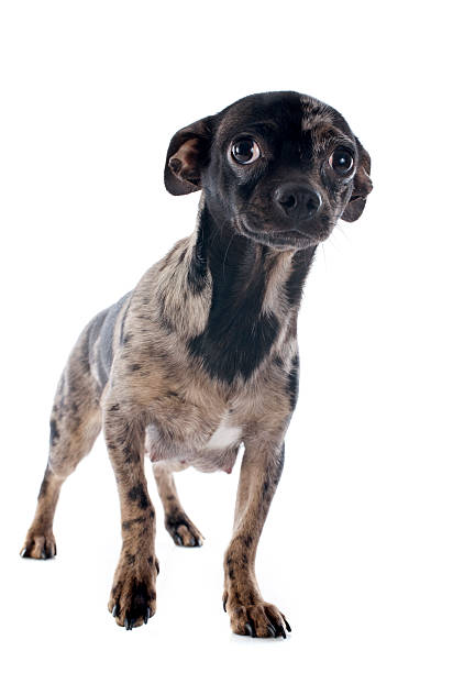 istock puppy chihuahua 464957145