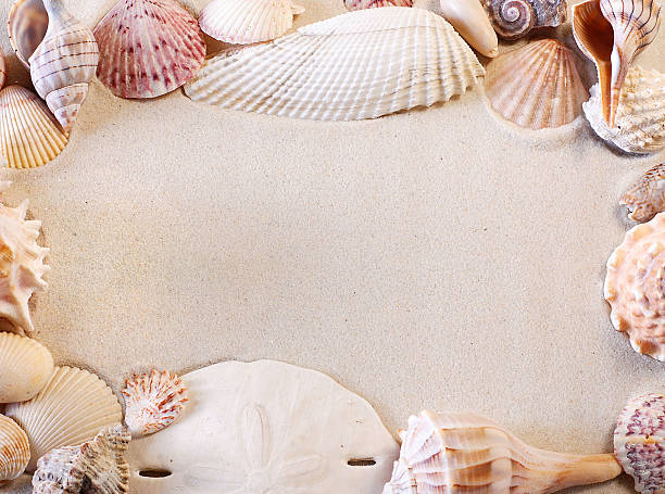 Seashell border with sand for copy space stock photo