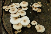 speisepilz.jpg?b=1&s=170x170&k=20&c=PLT-hhEpFkQMg64eI2HUTpFhWPSpTNpG5KgA_jsddLM=