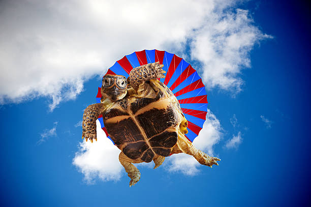3,859 Funny Tortoise Stock Photos, Pictures & Royalty-Free Images - iStock 3,859 Funny Tortoise Stock Photos, Pictures & Royalty-Free Images - iStock